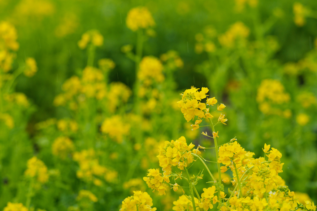 菜の花