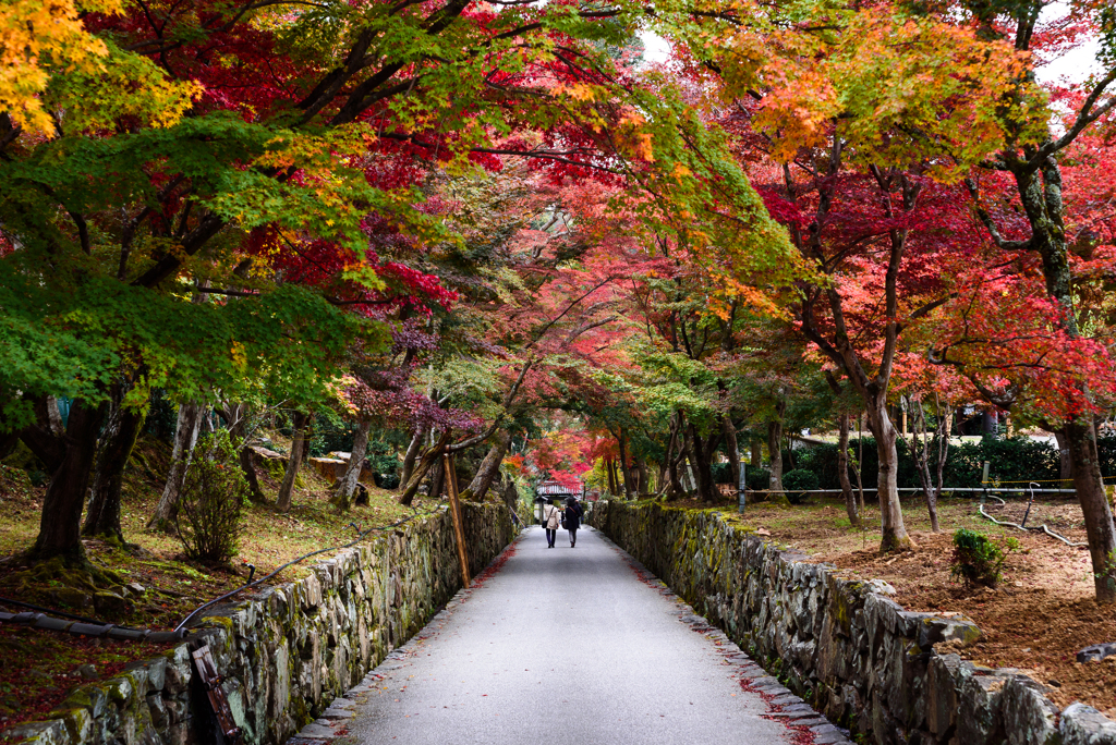 紅葉トンネル