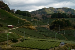 茶源郷和束