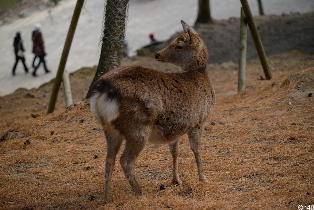 奈良公園といえば