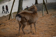 奈良公園といえば