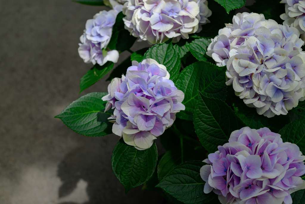 紫陽花