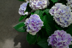 紫陽花