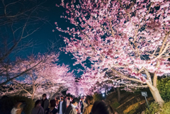 宇治市植物公園夜桜