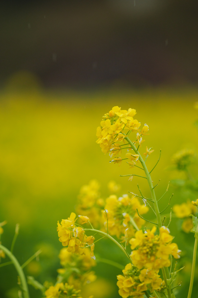 菜の花