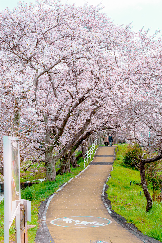 桜のトンネル