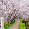 桜のトンネル