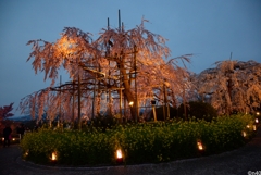 宇治市植物園