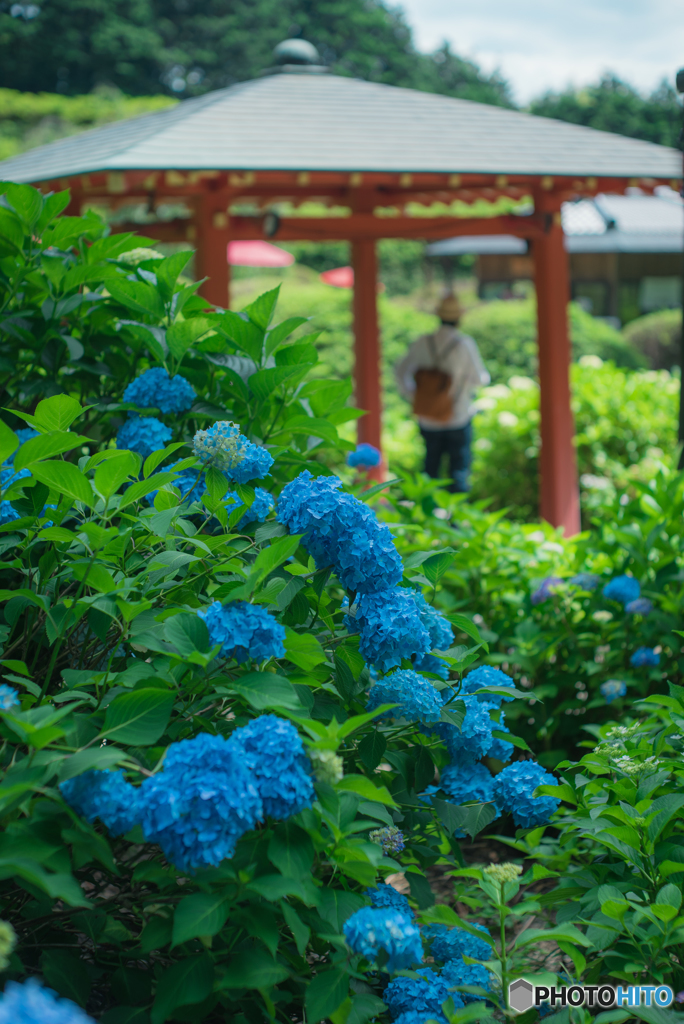 三室戸寺