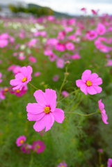 夢コスモス園