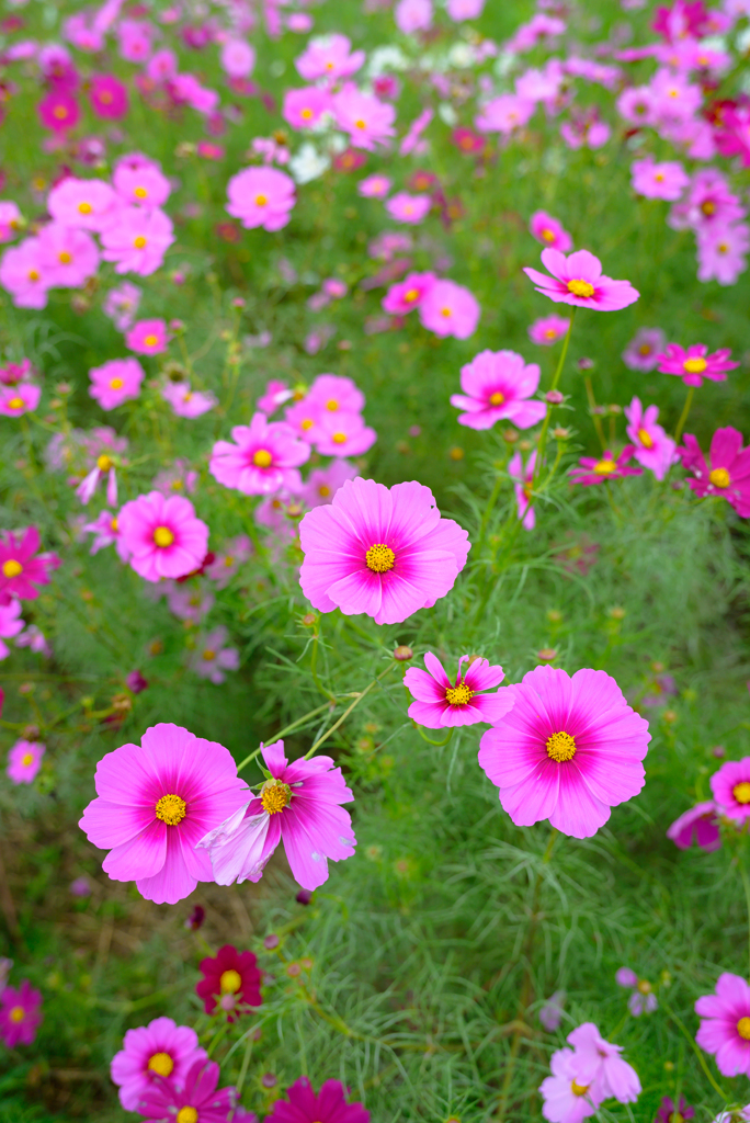 夢コスモス園
