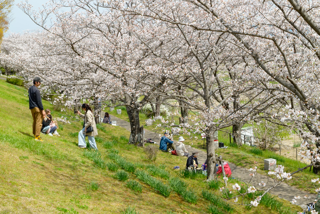 ソメイヨシノの下の家族風景