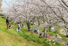 ソメイヨシノの下の家族風景