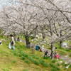ソメイヨシノの下の家族風景