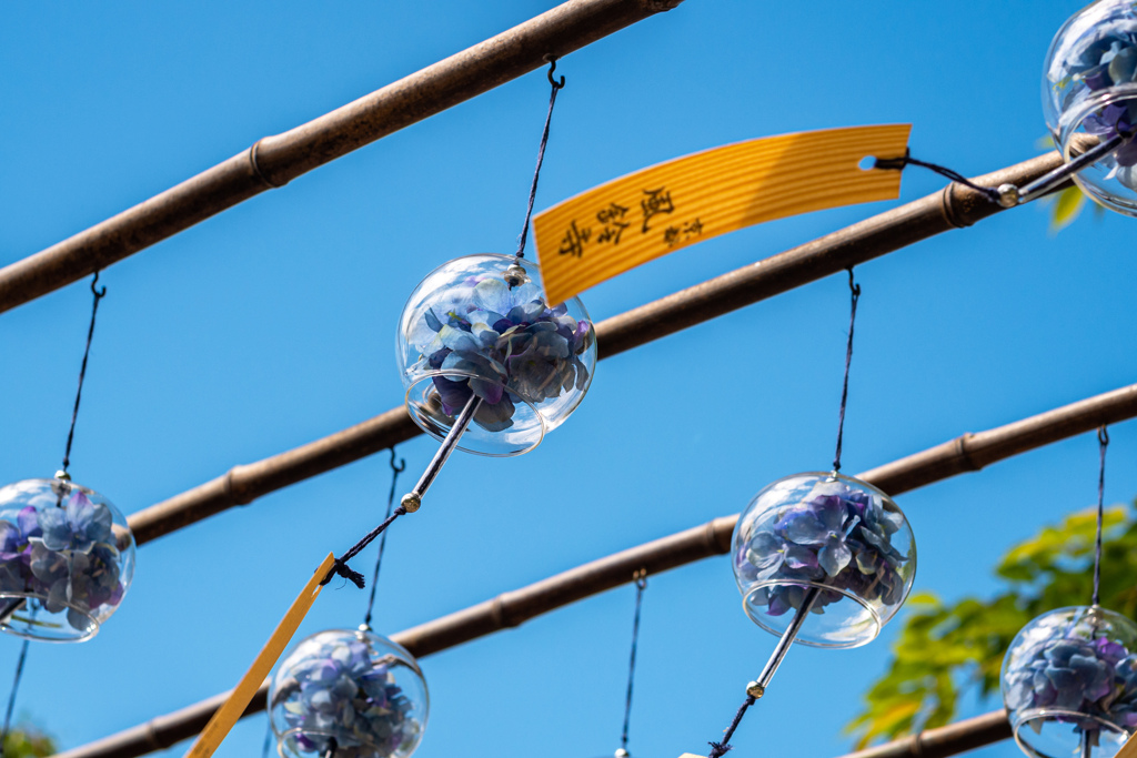 青空と紫陽花