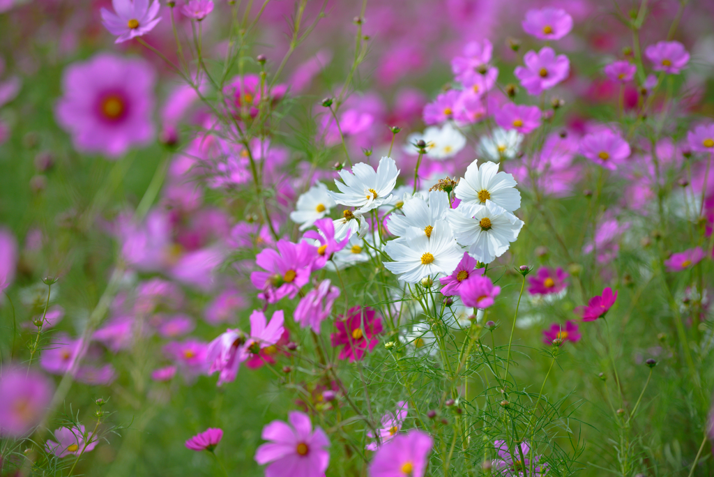 亀岡夢コスモス園