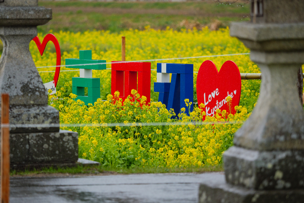 菜の花畑