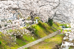桜の下