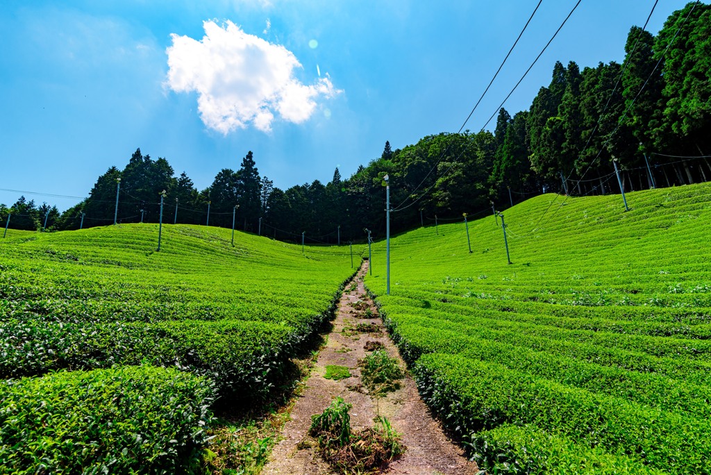 茶畑