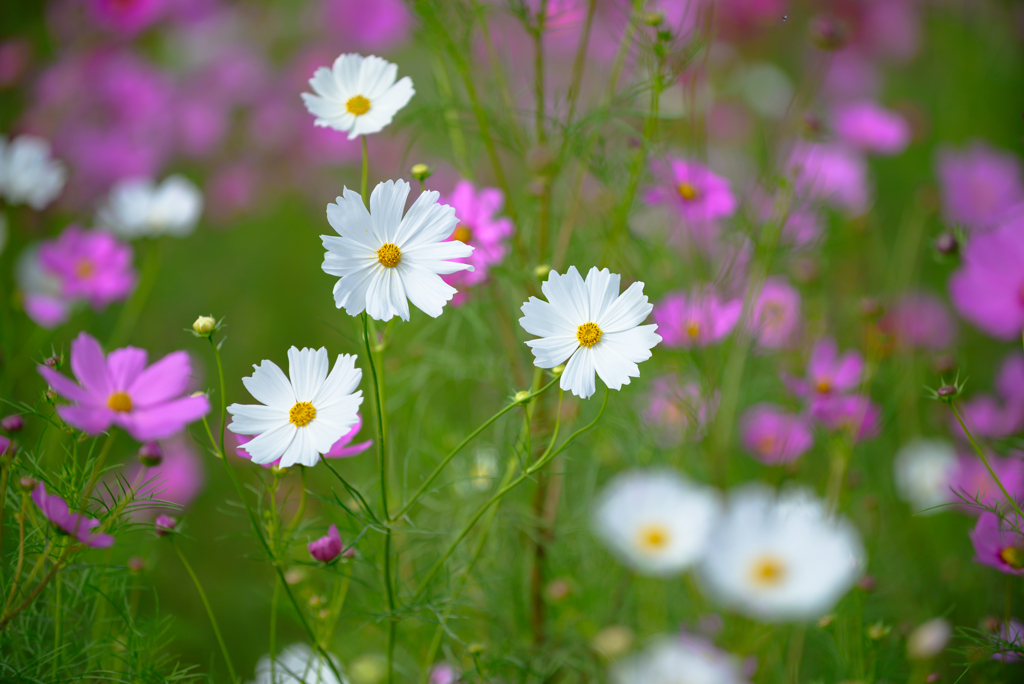亀岡夢コスモス園