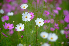 亀岡夢コスモス園