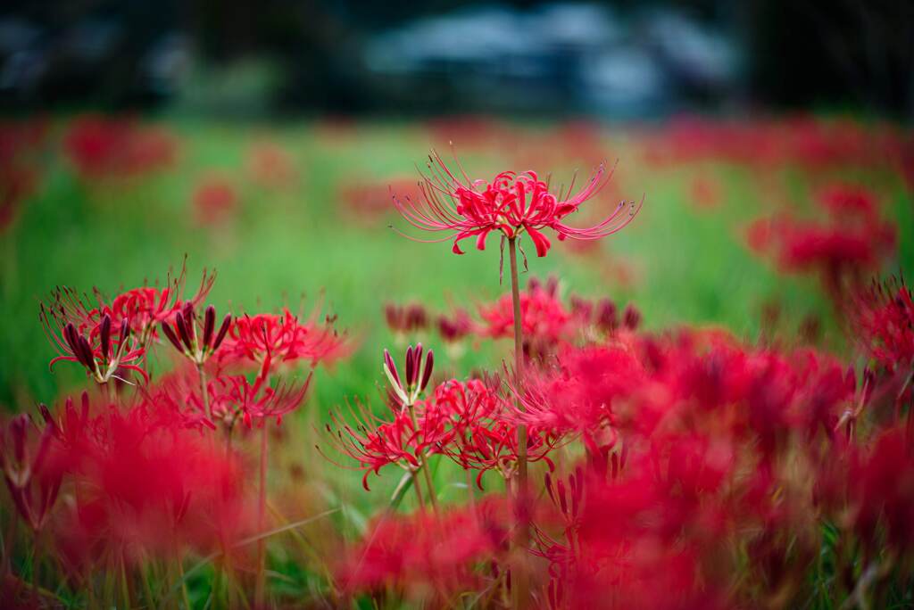 彼岸花