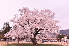 味真野の桜。