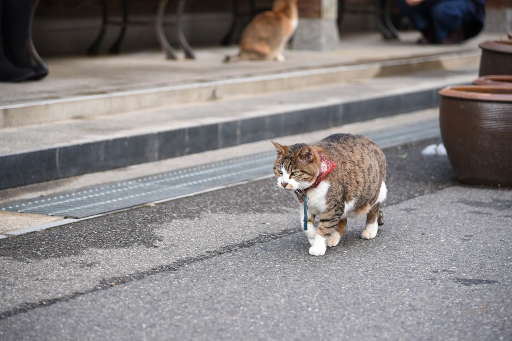 睨み。