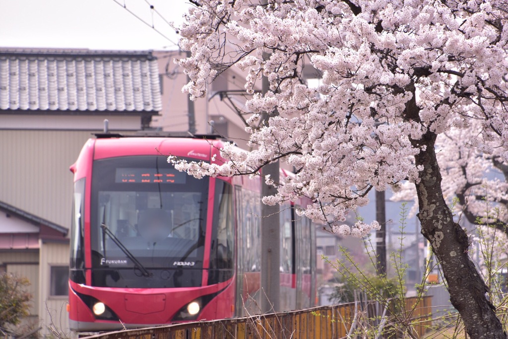 桜とフクラム。