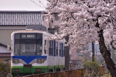 桜と880形。