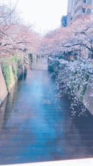 River into cherry blossom 