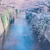 River into cherry blossom 