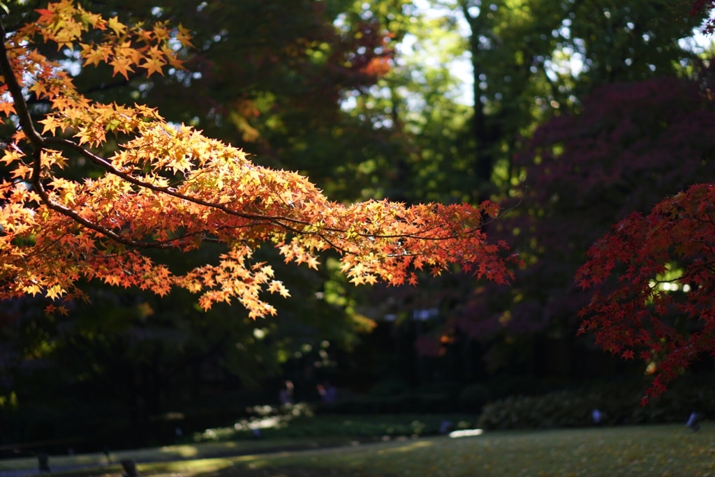 紅葉