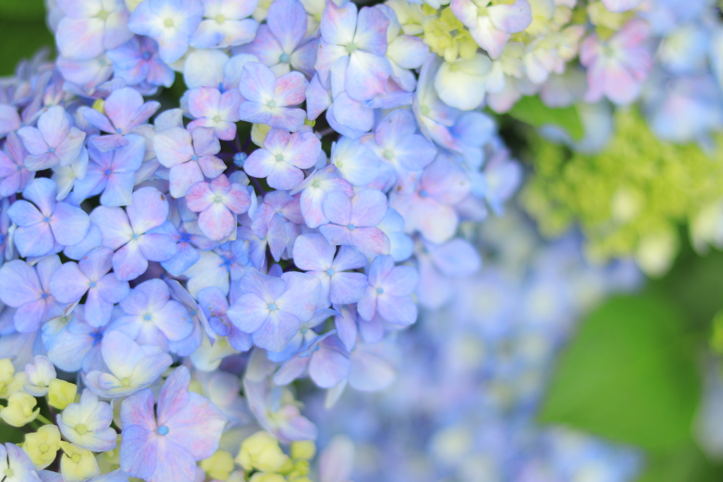 紫陽花