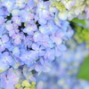 紫陽花