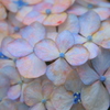 紫陽花