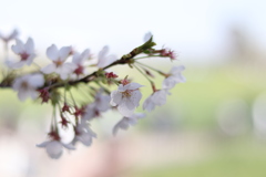 桜