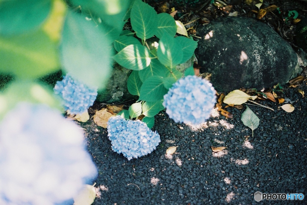 這いつくばる紫陽花