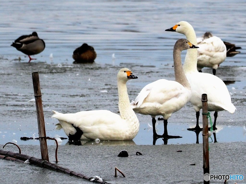 琵琶湖の朝
