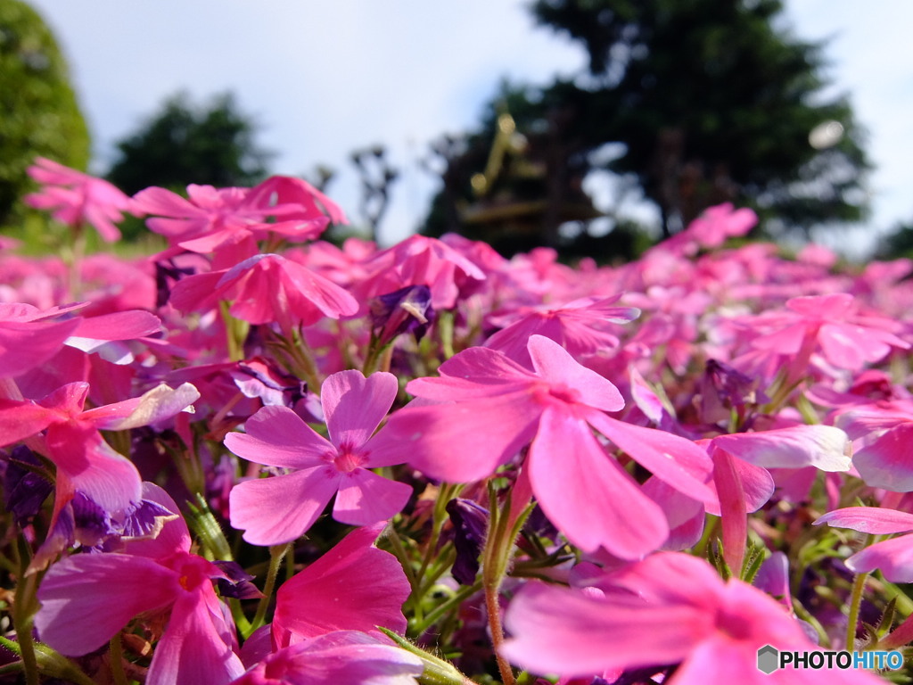 芝桜とタイの建物