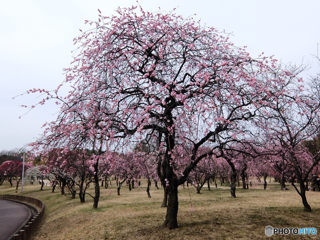 荒山公園　①
