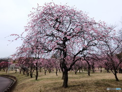 荒山公園　①