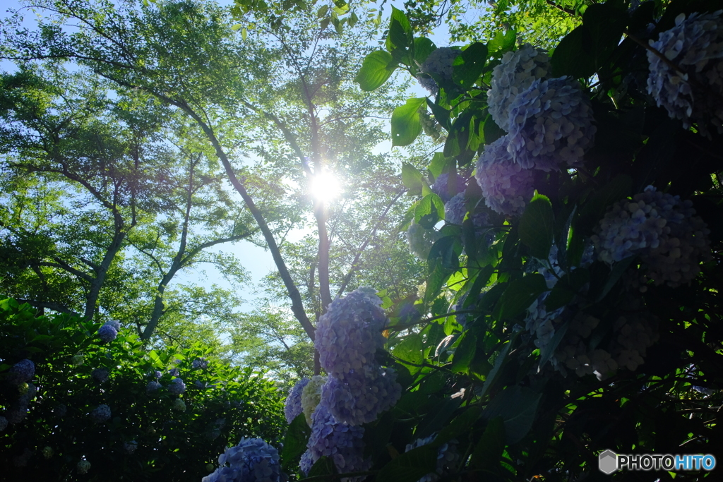 紫陽花