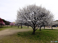 荒山公園　④