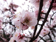 荒山公園　③