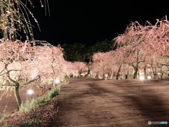 なばなの里　しだれ梅