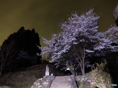仏隆寺  1本桜