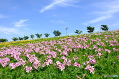 舞洲 ゆり園