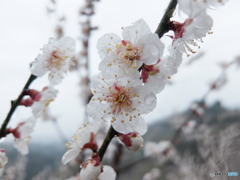 みなべ大梅林　②