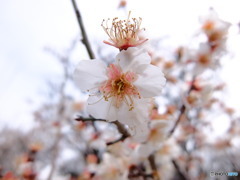 荒山公園　②